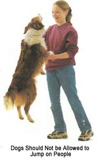 dogjumping.jpg
