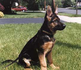 gsdpuppysits.jpg